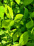 Lindera benzoin (Spicebush)