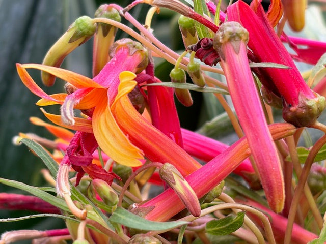 Lobelia laxiflora (Mexican Bush Lobelia)