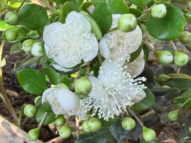 Luma apiculata (Chilean myrtle)