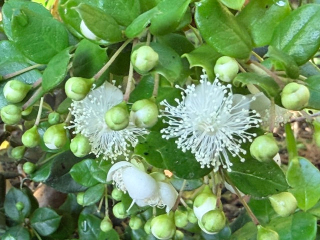 Luma apiculata (Chilean myrtle)