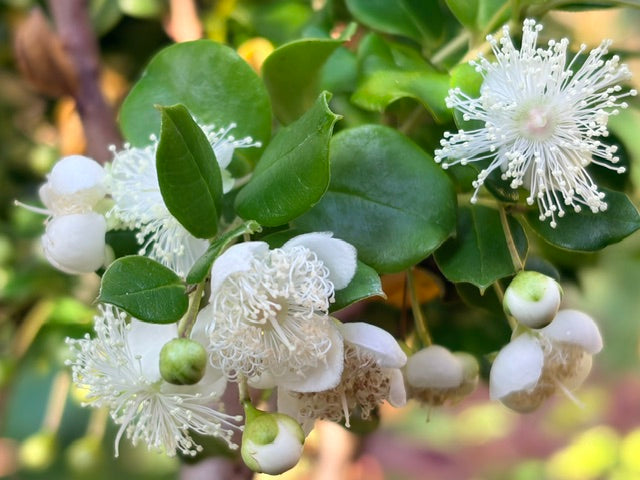 Luma apiculata (Chilean myrtle)