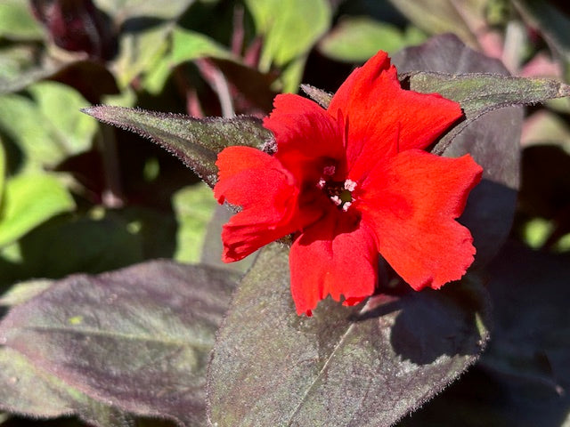 Lychnis haageana &#39;Lumina Bronze Leaf Red&#39;  (Catchfly)