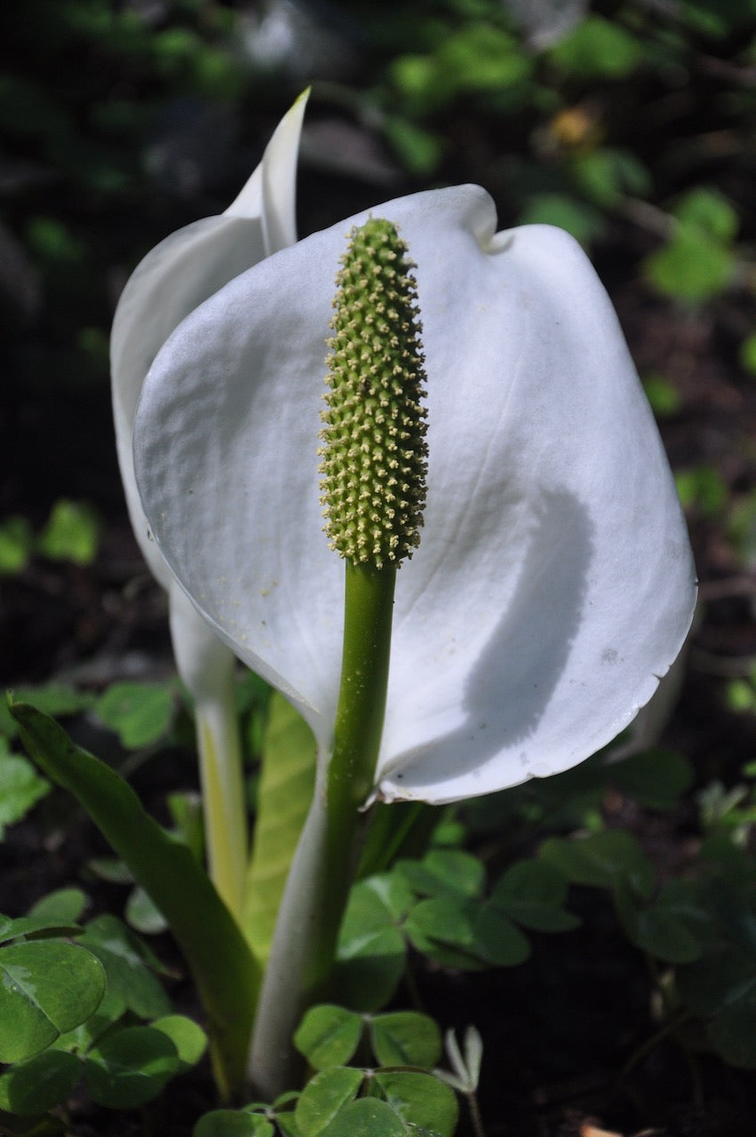 skunk cabbage plant Lysichiton camtschatcensis (Skunk Cabbage, Swamp Lantern)