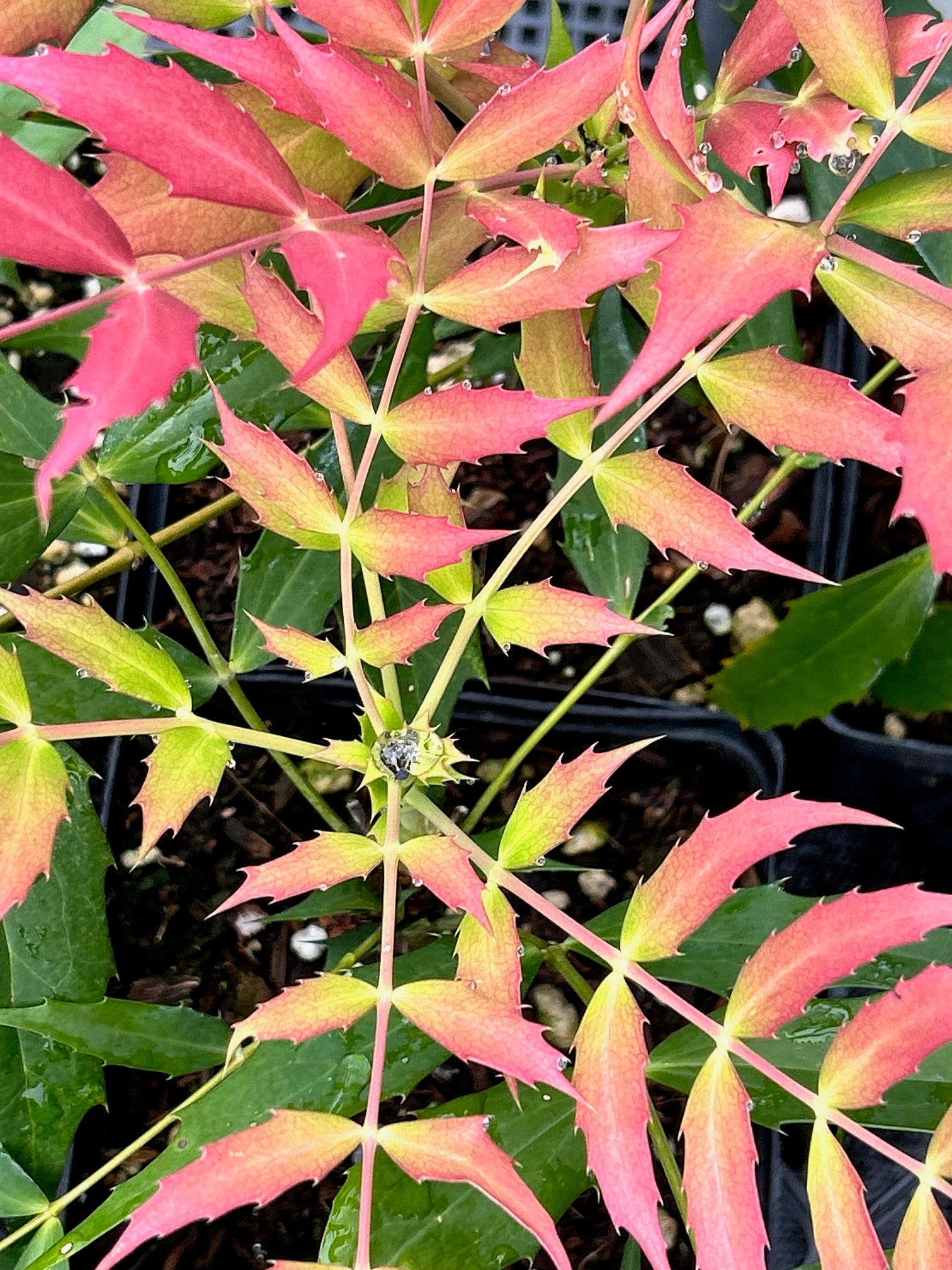 Mahonia 'Ozzie Johnson'  (Hybrid Oregon Grape)