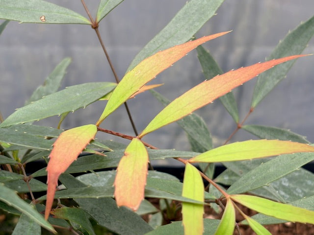 Mahonia eurybracteata silver leaf seedlings (Silver Leaf Mahonia)