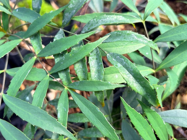 Mahonia eurybracteata silver leaf seedlings (Silver Leaf Mahonia)