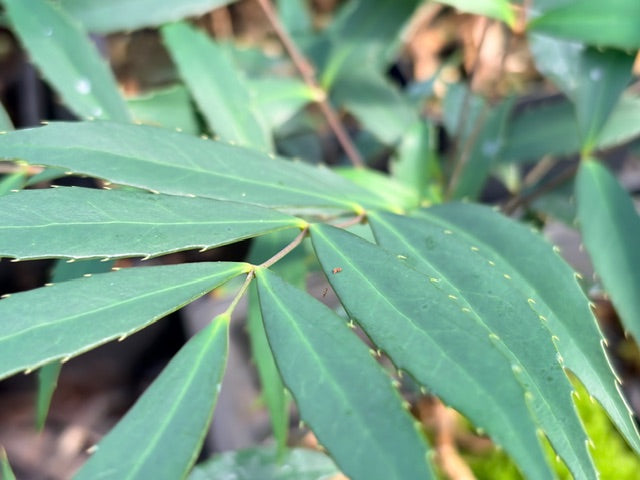 Mahonia eurybracteata silver leaf seedlings (Silver Leaf Mahonia)