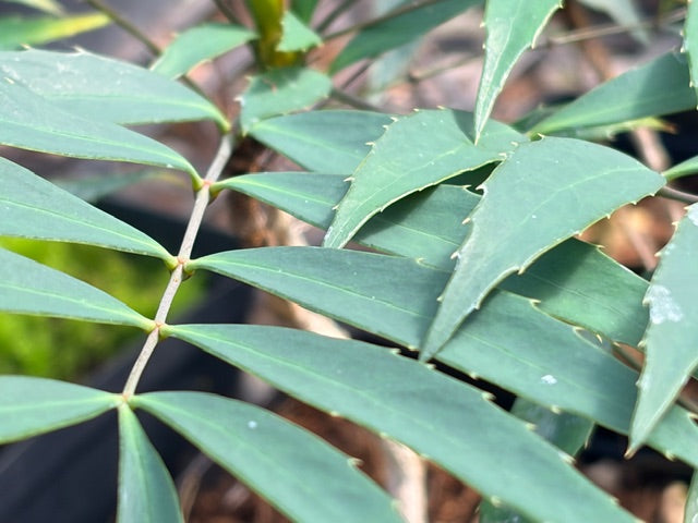 Mahonia eurybracteata silver leaf seedlings (Silver Leaf Mahonia)