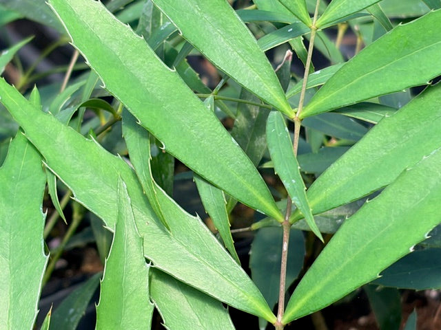 Mahonia eurybracteata silver leaf seedlings (Silver Leaf Mahonia)