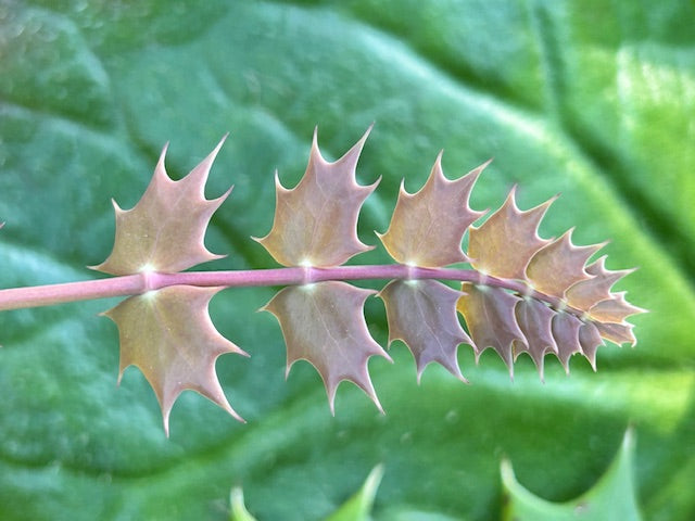 Mahonia fargesii  (Farges' Mahonia)