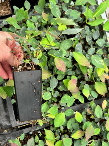 Mahonia gracilipes hybrids (Chinese Mahonia)