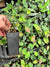 Mahonia gracilipes hybrids (Chinese Mahonia)