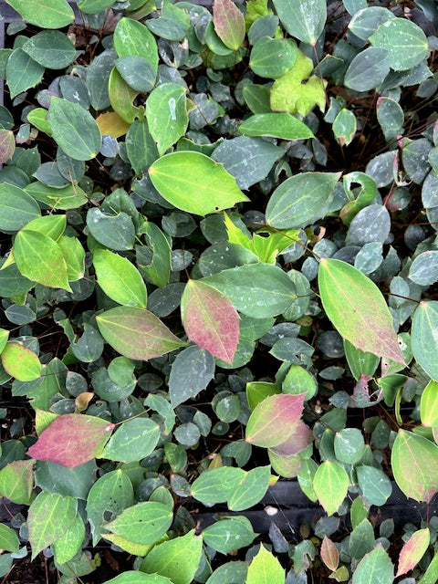 Mahonia gracilipes hybrids (Chinese Mahonia)