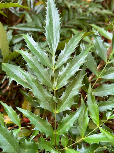 Mahonia leptodonta Yamaguchi-ogisu  (Mahonia)