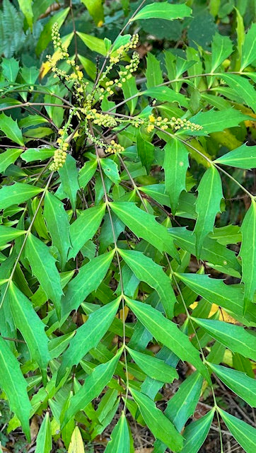 Mahonia nitens 94010 (Chinese Mahonia)