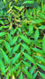 Mahonia nitens 94010 (Chinese Mahonia)