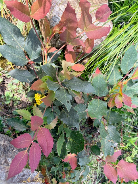 Mahonia pumila (Dwarf Barberry)