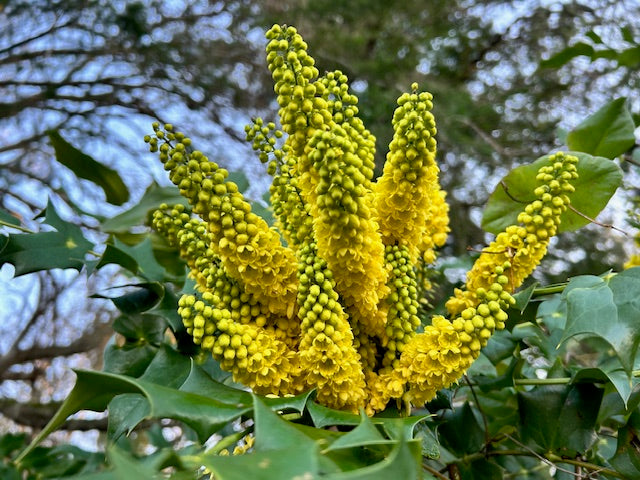 Mahonia x media 'Charity' (Hybrid Oregon Grape)