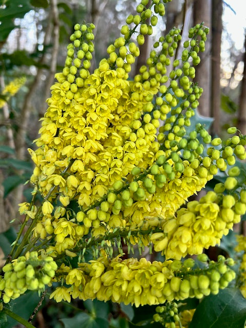 Mahonia x media &#39;Charity&#39; (Hybrid Oregon Grape)