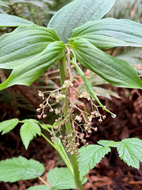 Maianthemum fuscum (Himalayan False Solomon's Seal) Syn. Smilacina fusca