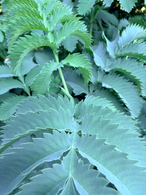 Melianthus major 'Antonow's Blue'  (Honey Bush)