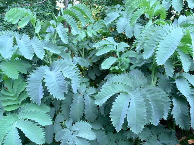 Melianthus major 'Antonow's Blue'  (Honey Bush)