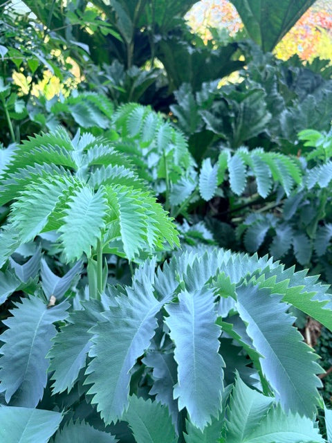 Melianthus major 'Antonow's Blue'  (Honey Bush)