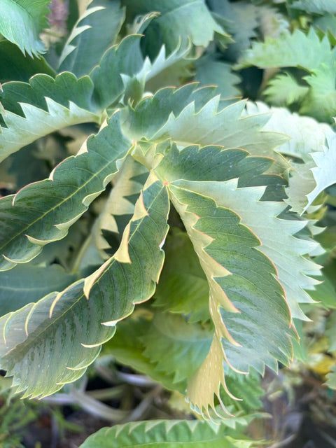 Melianthus major 'Antonow's Blue'  (Honey Bush)