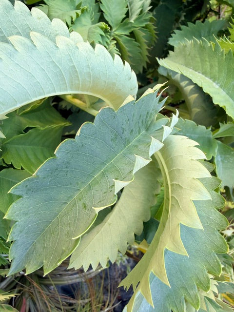 Melianthus major 'Antonow's Blue'  (Honey Bush)
