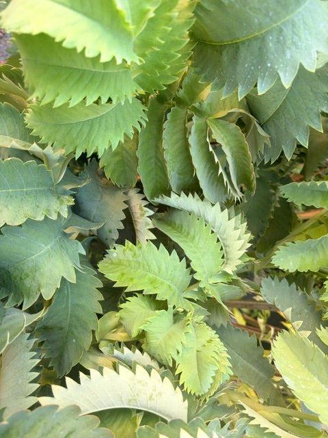 Melianthus major 'Antonow's Blue'  (Honey Bush)