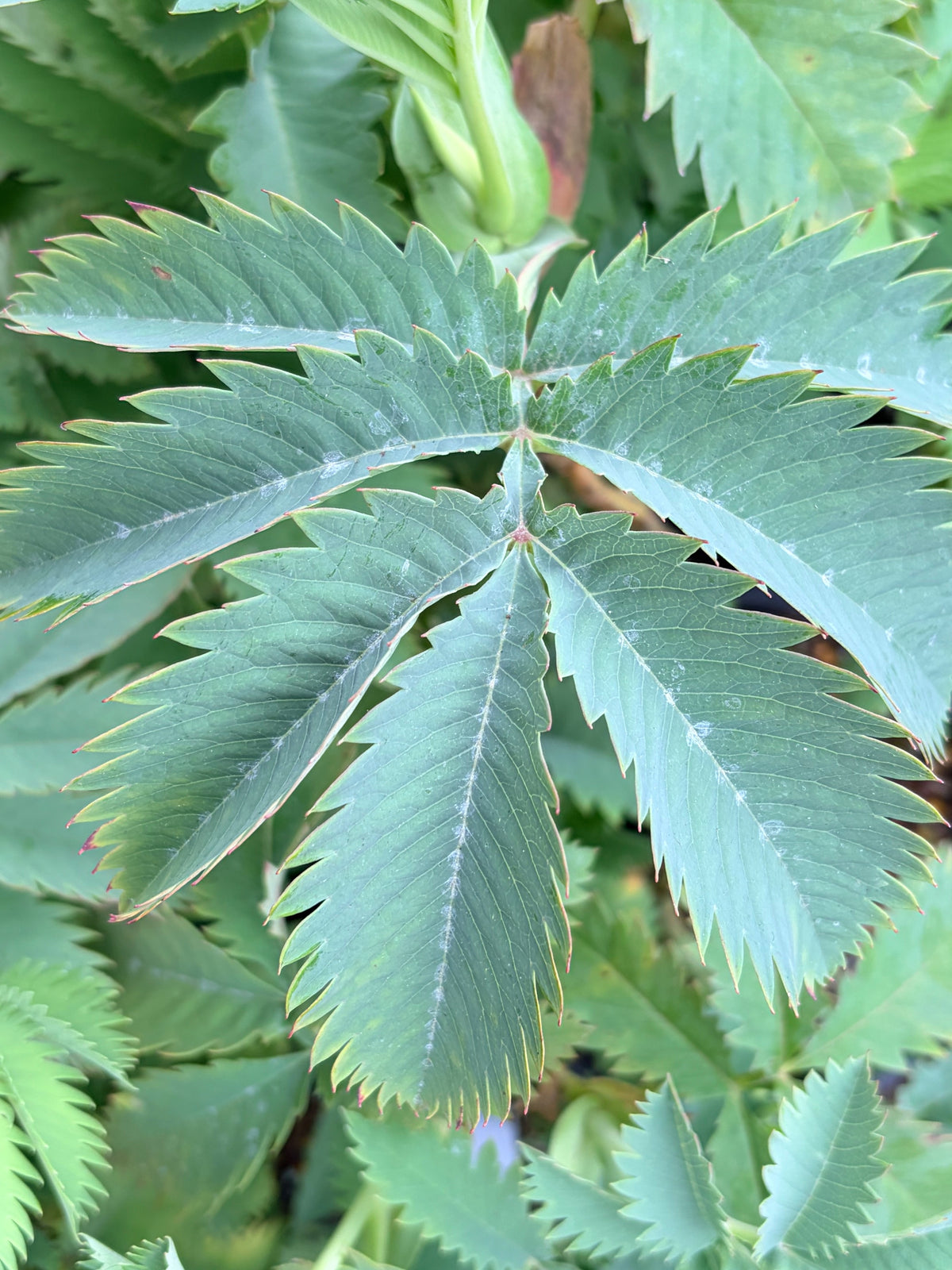 Melianthus major (Honey Bush)