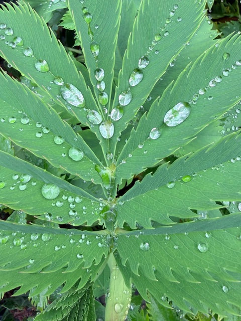 Melianthus major (Honey Bush)