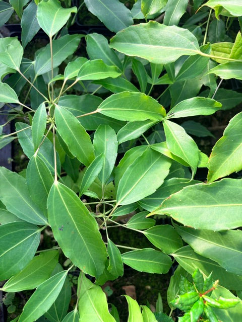Metapanax davidii (False Ginseng)