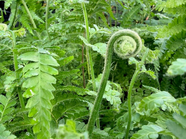 Microlepia strigosa (Lace Fern)