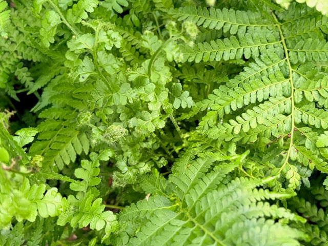 Microlepia strigosa (Lace Fern)