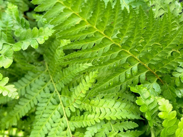 Microlepia strigosa (Lace Fern)