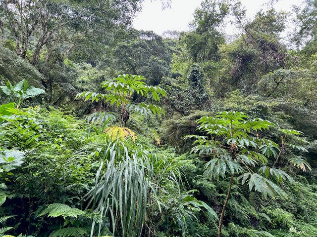 Miscanthus transmorrisonensis  (Evergreen Eulalia)