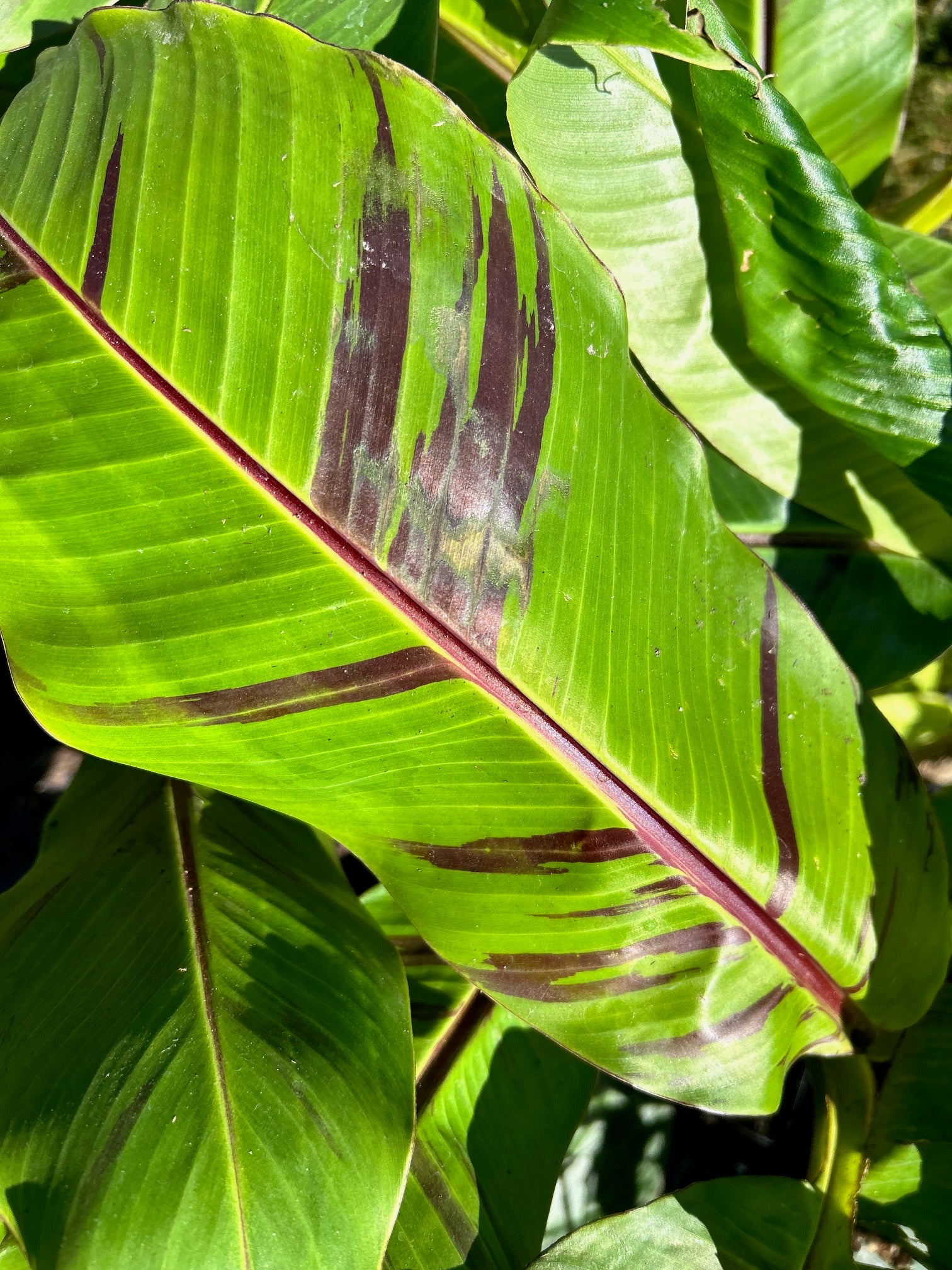 Musa sikkimensis  (Darjeeling Banana)