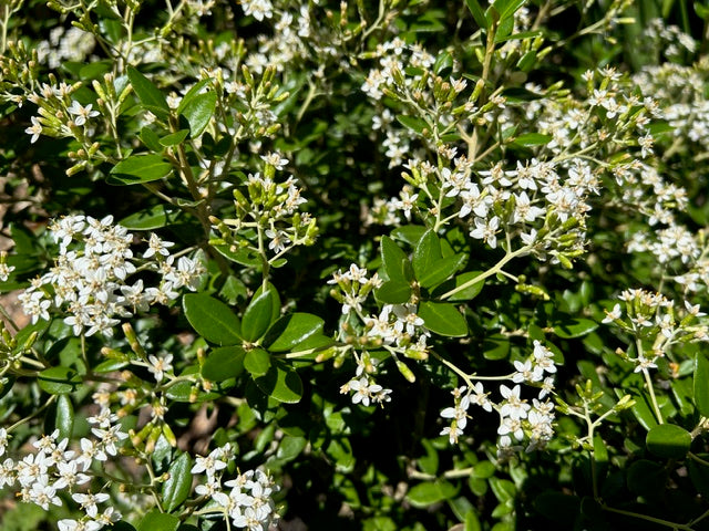 Olearia x haastii (Daisy Bush)