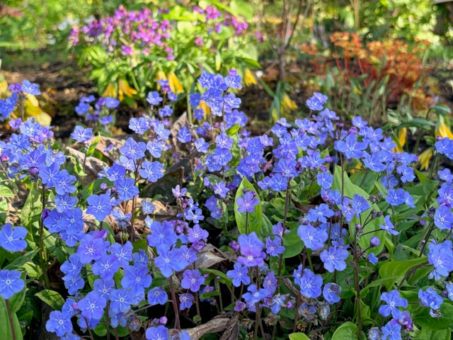 Omphalodes cappadocica (Blue-eyed Mary)