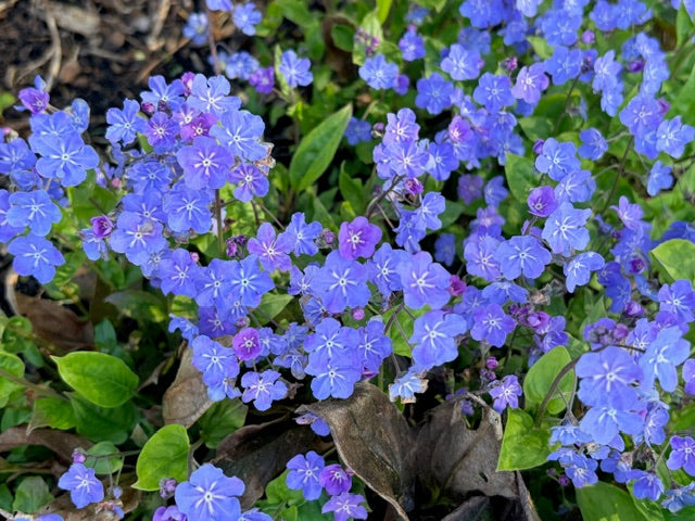 Omphalodes cappadocica (Blue-eyed Mary)