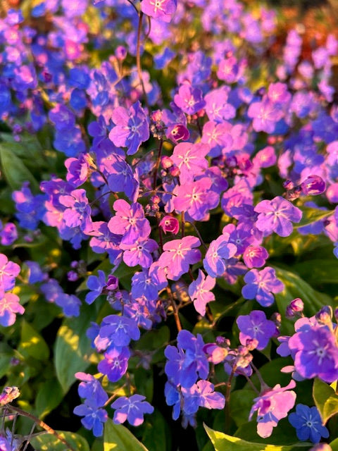 Omphalodes cappadocica (Blue-eyed Mary)