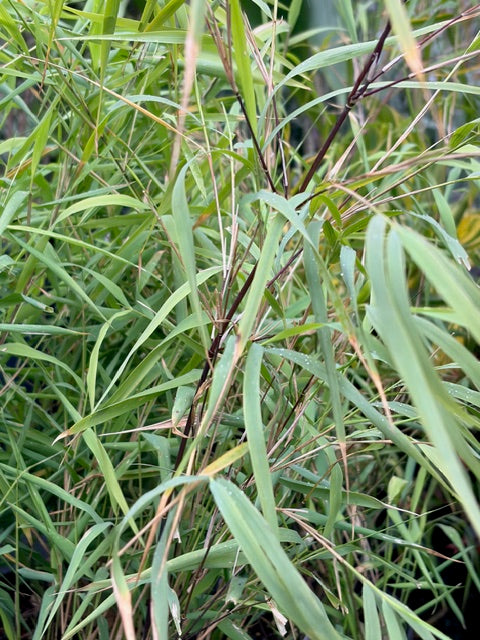 Otatea acuminata ssp. aztecorum (Mexican Weeping Bamboo)