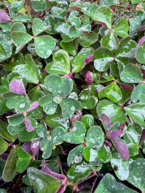 Oxalis oregana 'Smith River' (Redwood Sorrel)