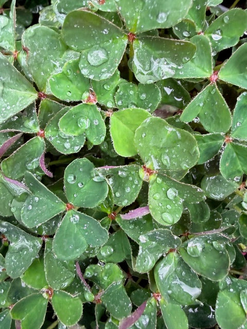 Oxalis oregana 'Smith River' (Redwood Sorrel)