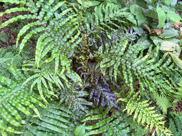 Parablechnum novae-zelandiae (Palm-Leaf Fern, Kiokio)