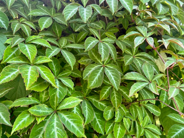 Parthenocissus henryana 'Green Velvet'  (Silvervein Creeper)