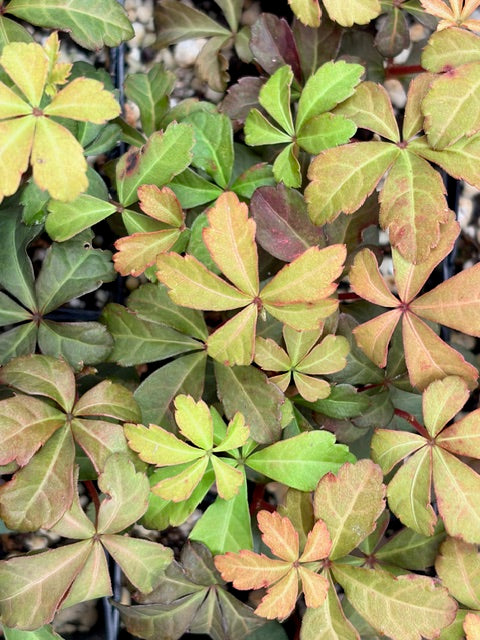 Parthenocissus quinquefolia 103SCAH25CHL  (Creeper Vine)