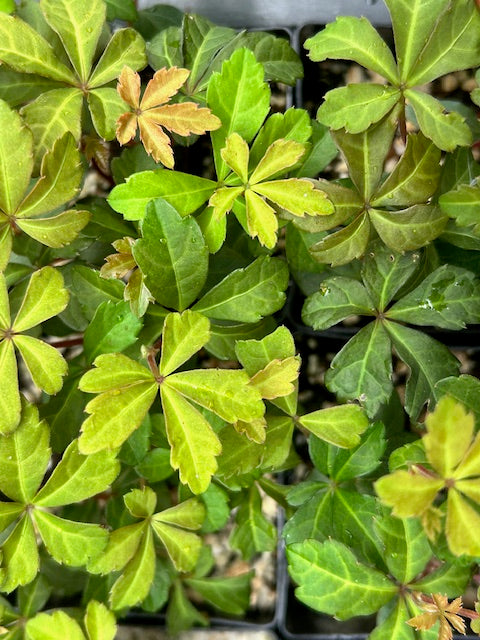 Parthenocissus quinquefolia 103SCAH25CHL  (Creeper Vine)