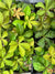 Parthenocissus quinquefolia 103SCAH25CHL  (Creeper Vine)